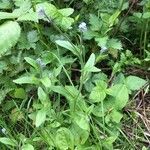 Myosotis discolor habit picture by David Hocken (cc-by-sa)