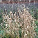 Phalaris arundinacea habit picture by Sabina Hartmann (cc-by-sa)