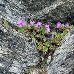 Primula hirsuta habit picture by Sarah J (cc-by-sa)