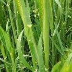 Hordeum murinum leaf picture by Dieter Albrecht (cc-by-sa)