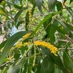 Acacia auriculiformis flower picture by Jing Wei Yeong (cc-by-sa)