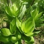 Veratrum californicum leaf picture by ken harrison (cc-by-sa)