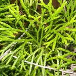 Lycopodium thyoides leaf picture by Nelson Zamora Villalobos (cc-by-nc)