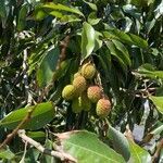 Litchi chinensis fruit picture by lee william (cc-by-sa)