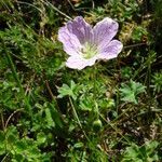 Geranium cinereum habit picture by Alain Bigou (cc-by-sa)