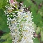 Actaea spicata flower picture by Aurore Garnavault Blanchard (cc-by-sa)