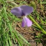 Vigna membranacea flower picture by susan brown (cc-by-sa)