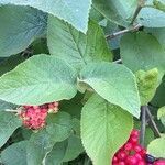 Viburnum lantana leaf picture by Caroline Bello (cc-by-sa)