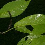 Coccoloba obovata leaf picture by Nelson Zamora Villalobos (cc-by-nc)