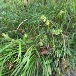 Rhinanthus glacialis habit picture by grutz (cc-by-sa)