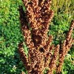 Rumex longifolius fruit picture by Ross (cc-by-sa)