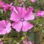 Malva trimestris flower picture by Messaoud Akkal (cc-by-sa)