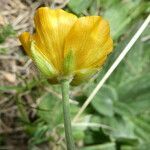 Ranunculus gouanii flower picture by Llandrich anna (cc-by-sa)