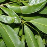 Guapira costaricana leaf picture by Nelson Zamora Villalobos (cc-by-nc)