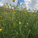 Crepis setosa habit picture by Francois Monier (cc-by-sa)