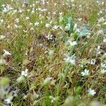 Saxifraga tridactylites habit picture by Tom Robo (cc-by-sa)