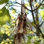 Acer pseudoplatanus fruit picture by Manū (cc-by-sa)