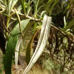 Senecio cinerarioides leaf picture by Fabien Anthelme (cc-by-sa)