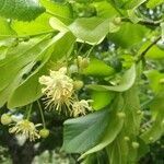 Tilia platyphyllos flower picture by Amanda Larivière (cc-by-sa)