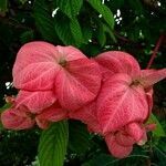 Mussaenda philippica flower picture by Blue Bottle (cc-by-sa)