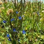 Gentiana nivalis habit picture by Jacques Zuber (cc-by-sa)