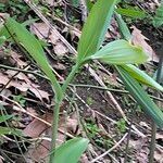 Polygonatum pubescens habit picture by Maarten Vanhove (cc-by-sa)