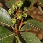 Byrsonima crassifolia fruit picture by Nelson Zamora Villalobos (cc-by-nc)