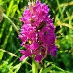 Dactylorhiza purpurella flower picture by julie firth (cc-by-sa)