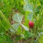 Trifolium incarnatum leaf picture by Schwanzmeise80 (cc-by-sa)