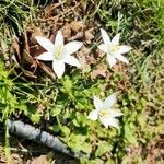 Ornithogalum divergens flower picture by sovannary nuon (cc-by-sa)