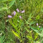 Physostegia virginiana flower picture by Rochelle Fjeldstrom (cc-by-sa)