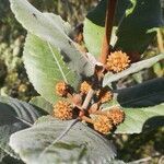 Pancheria ferruginea fruit picture by Coordination Endemia (cc-by-sa)