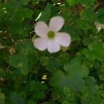 Oxalis incarnata flower picture by രാഹുൽ ഗോപിനാഥ് (cc-by-sa)