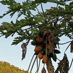 Carica papaya fruit picture by olivier dufils (cc-by-sa)