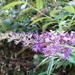 Buddleja davidii flower picture by Alain Bigou (cc-by-sa)