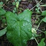 Arum maculatum leaf picture by Em Po (cc-by-sa)