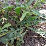 Centaurea iberica leaf picture by Fedan Hacizade (cc-by-sa)