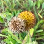 Gaillardia pulchella fruit picture by hugues MADIGNIER (cc-by-sa)