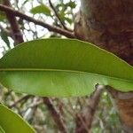 Calophyllum tacamahaca leaf picture by S. Dufour-Kowalski (cc-by-sa)