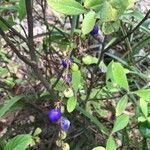 Dianella caerulea fruit picture by Dawn Hendrick (cc-by-sa)