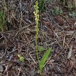 Liparis disepala habit picture by Richard Chesher (cc-by-sa)