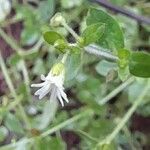 Cerastium rivulariastrum flower picture by Trap Hers (cc-by-sa)