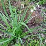 Leucojum aestivum habit picture by Gradwohl Markus (cc-by-sa)