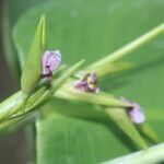 Thalia geniculata flower picture by Nelson Zamora Villalobos (cc-by-nc)