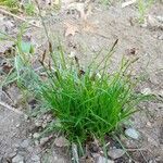 Carex pensylvanica habit picture by tufty_jam_bean (cc-by-sa)