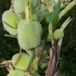 Canna glauca fruit picture by Nelson Zamora Villalobos (cc-by-nc)