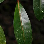 Tambourissa elliptica leaf picture by E. Mouysset (cc-by-sa)