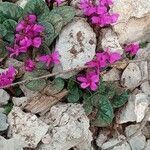 Cyclamen coum flower picture by Miroslav Holub (cc-by-sa)