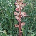 Orobanche minor habit picture by jeclerencia (cc-by-sa)