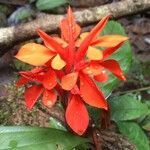 Aphelandra aurantiaca flower picture by SINAC Pérez Greivin (cc-by-sa)